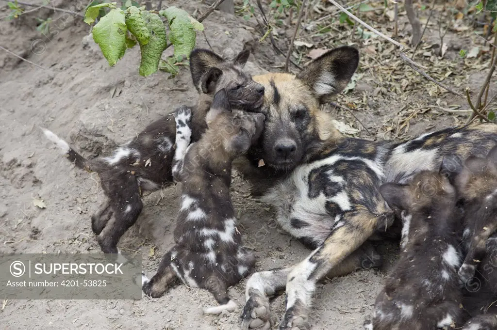 African Wild Dog (Lycaon pictus) mother and playful six week old pups, northern Botswana