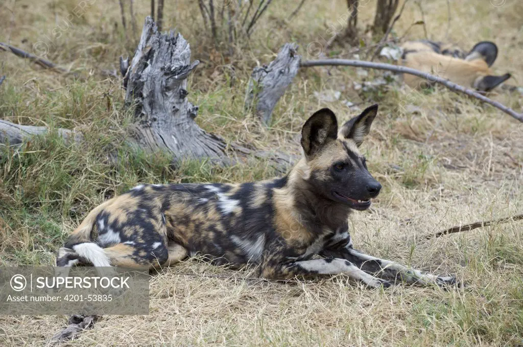 African Wild Dog (Lycaon pictus), northern Botswana