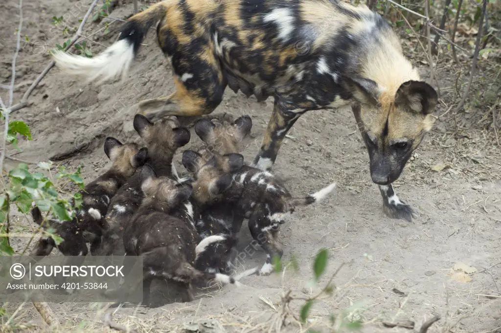 African Wild Dog (Lycaon pictus) mother and six week old pups at den, northern Botswana