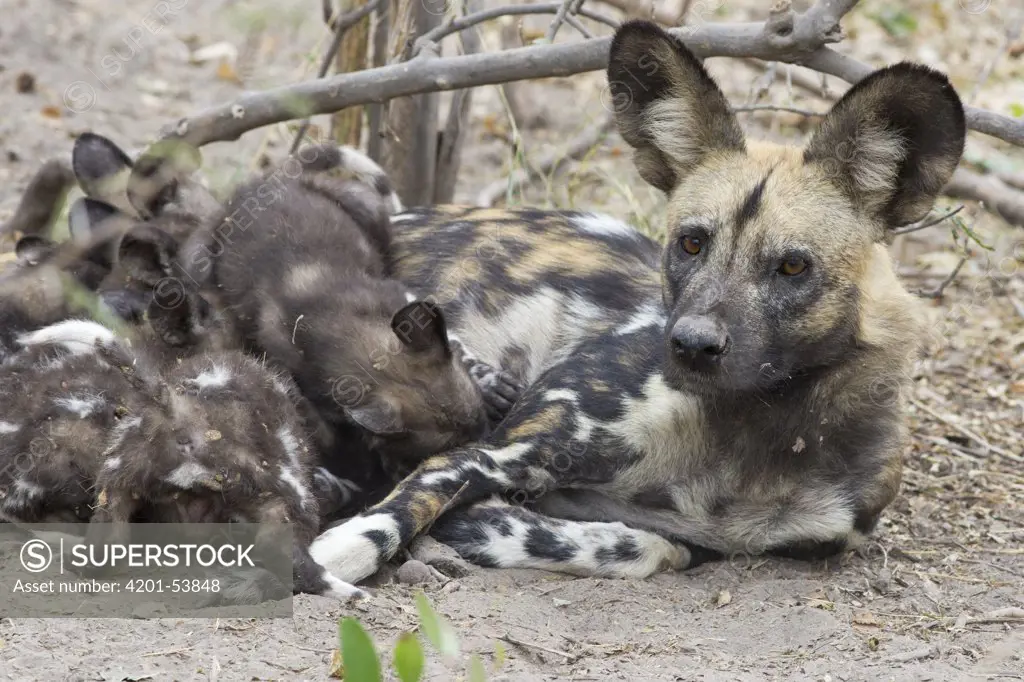 African Wild Dog (Lycaon pictus) mother suckling six week old pups, northern Botswana