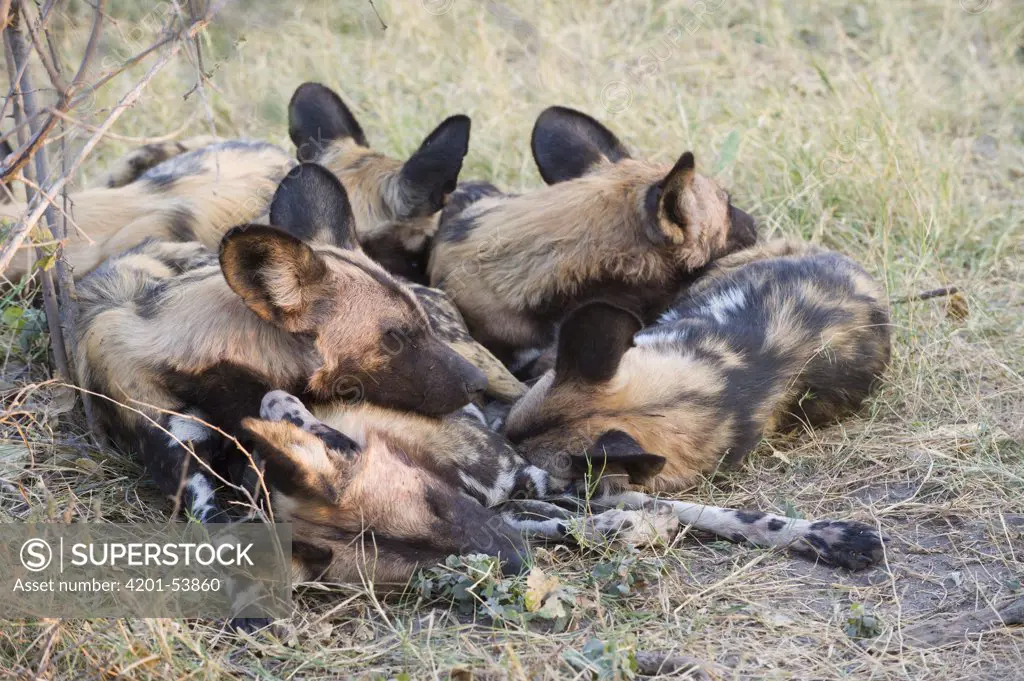 African Wild Dog (Lycaon pictus) pack members sleeping together for warmth, northern Botswana