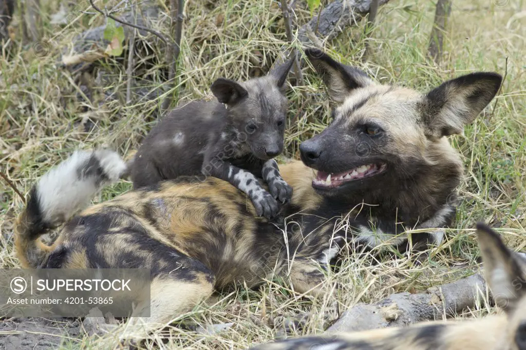 African Wild Dog (Lycaon pictus) six week old pup climbing on adult, northern Botswana