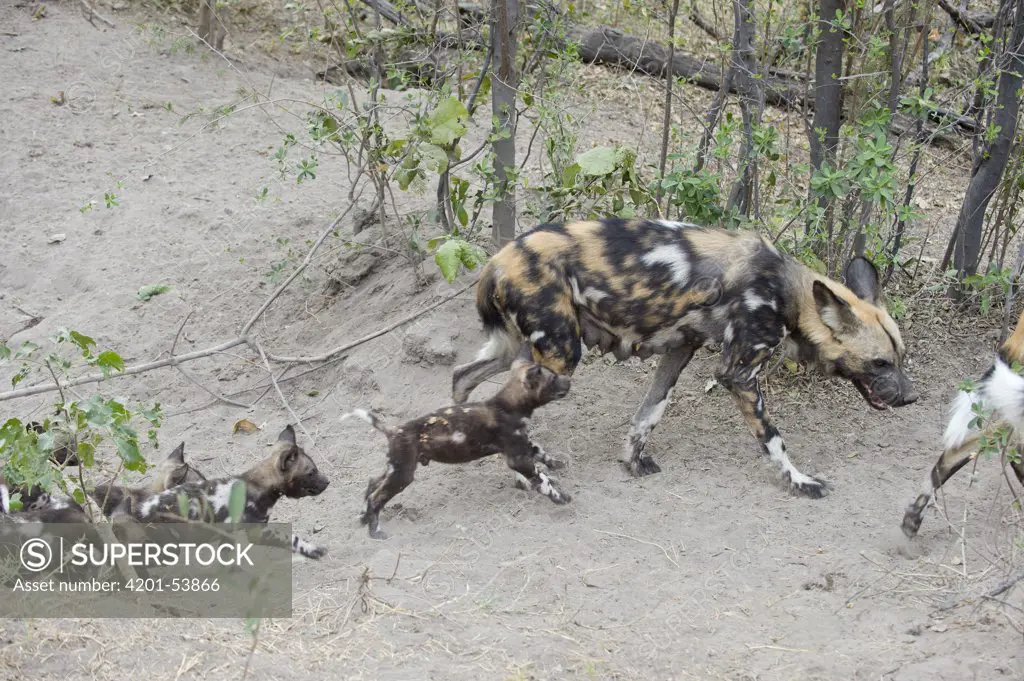 African Wild Dog (Lycaon pictus) mother and six week old pups, northern Botswana