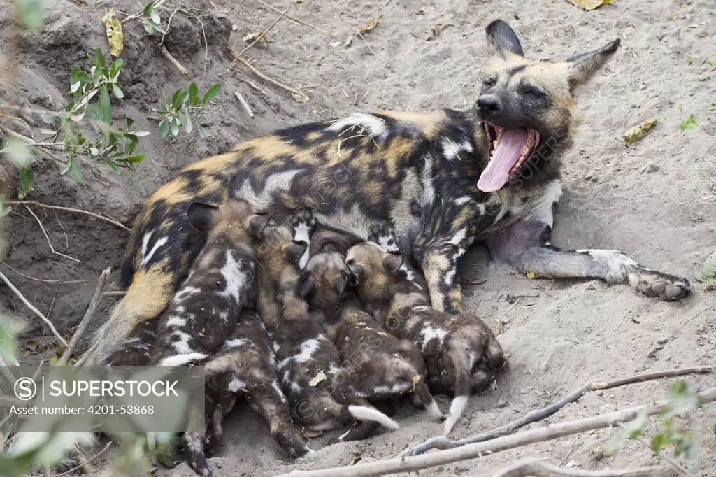 African Wild Dog (Lycaon pictus) mother suckling five week old pups at den, northern Botswana