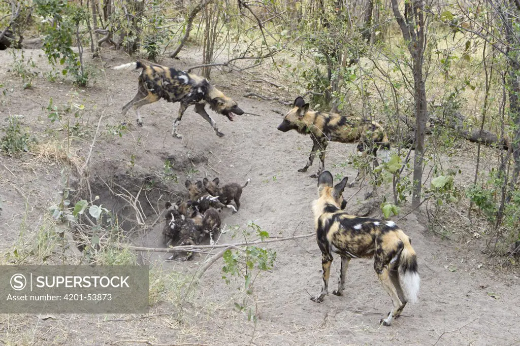 African Wild Dog (Lycaon pictus) pack with pups at den, northern Botswana