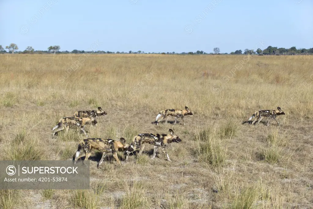 African Wild Dog (Lycaon pictus) pack on the hunt, northern Botswana