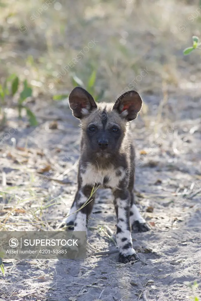 African Wild Dog (Lycaon pictus) eight week old pup, northern Botswana