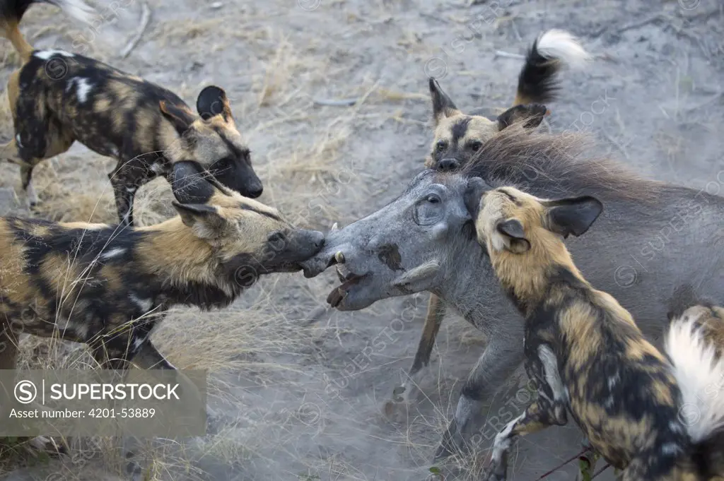 African Wild Dog (Lycaon pictus) pack attacking Warthog (Phacochoerus africanus), northern Botswana
