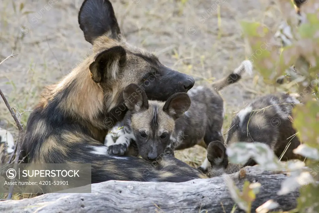 African Wild Dog (Lycaon pictus) and eight week old pup, northern Botswana