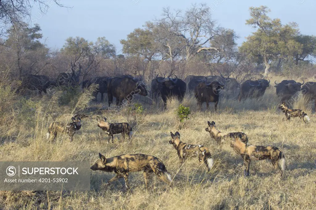 African Wild Dog (Lycaon pictus) pack facing off Cape Buffalo (Syncerus caffer) herd, northern Botswana