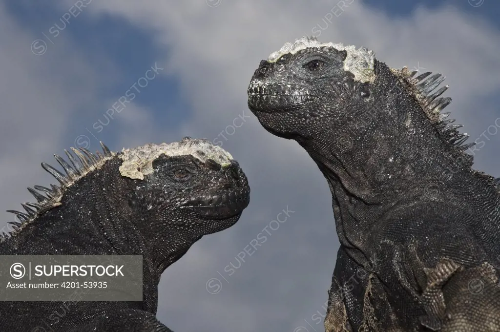 Marine Iguana (Amblyrhynchus cristatus) pair, Puerto Ayora, Santa Cruz Island, Galapagos Islands, Ecuador