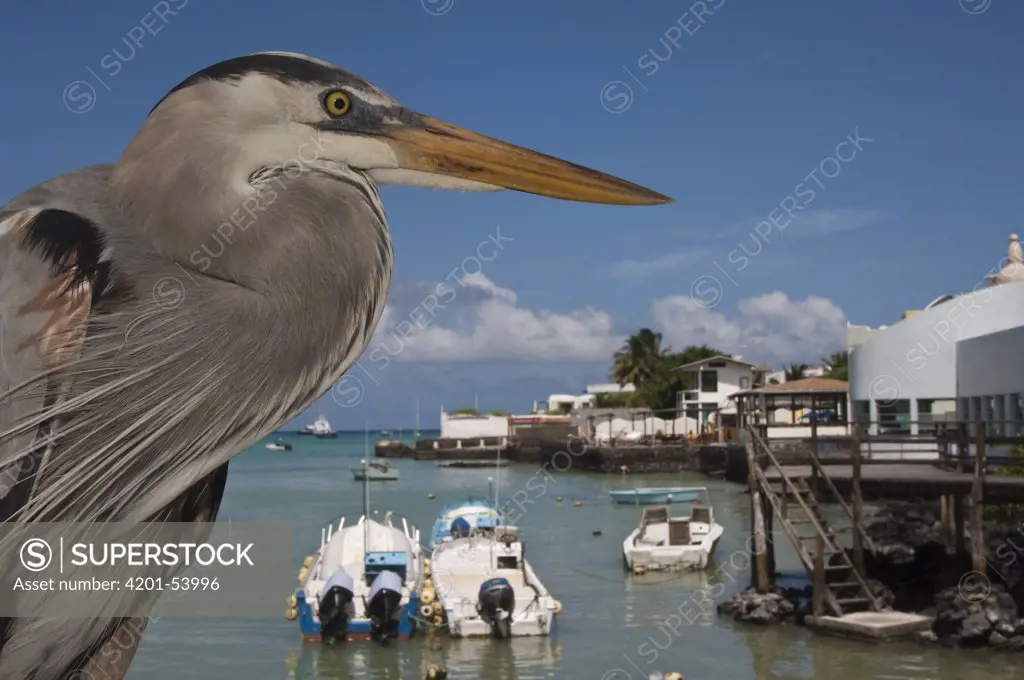 Great Blue Heron (Ardea herodias) with town and boats in back, Puerto Ayora, Santa Cruz Island, Galapagos Islands, Ecuador