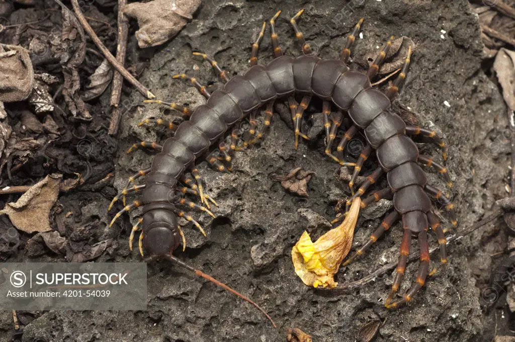 Galapagos Centipede (Scolopendra galapagoensis), Puerto Ayora, Santa Cruz Island, Galapagos Islands, Ecuador