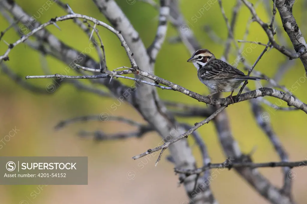 Lark Sparrow (Chondestes grammacus) in tree, southern Texas