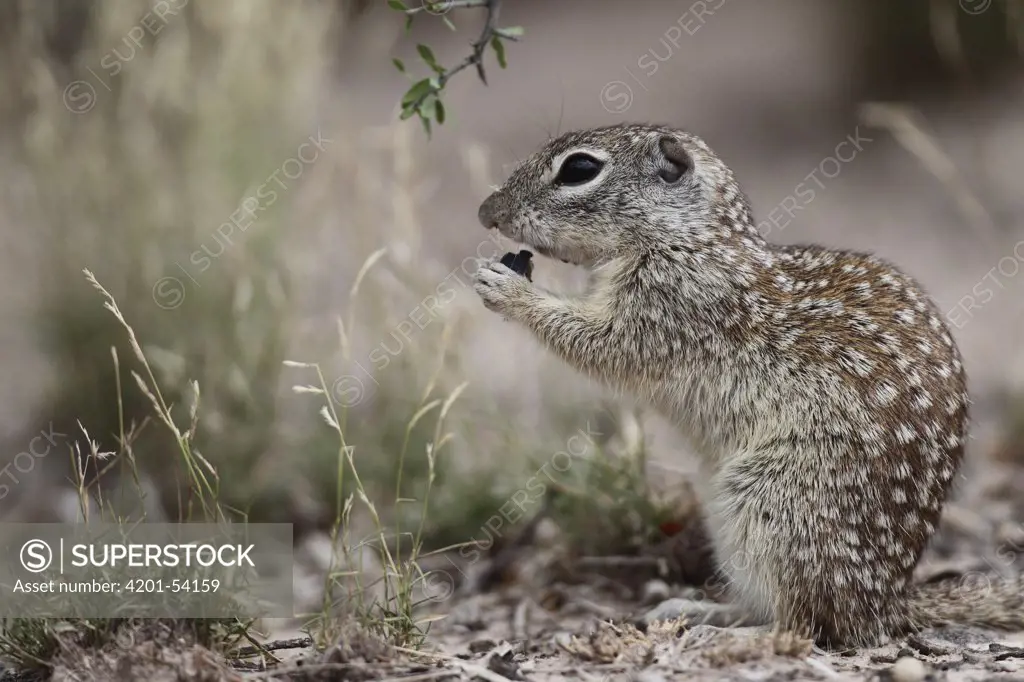 Mexican Ground Squirrel (Spermophilus mexicanus) feeding on seed, southern Texas