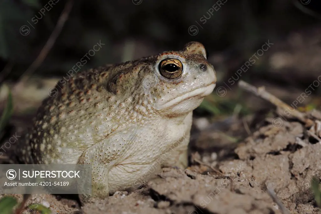 Texas Toad (Bufo speciosus), southern Texas