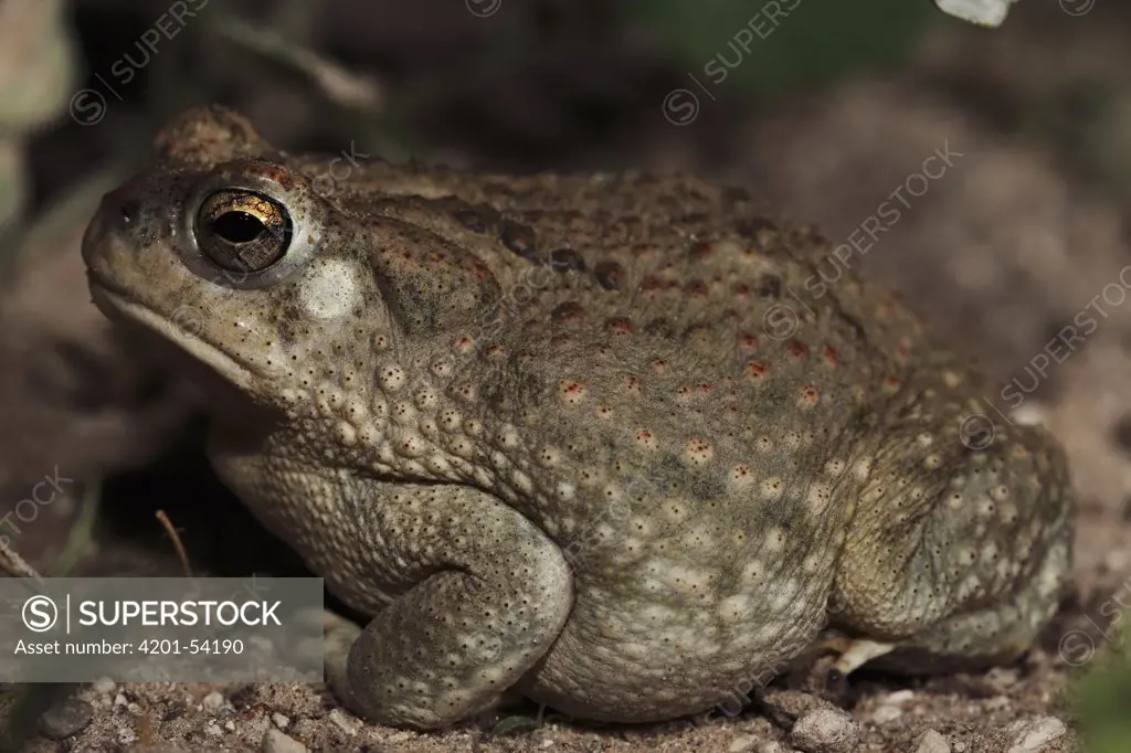 Texas Toad (Bufo speciosus), southern Texas