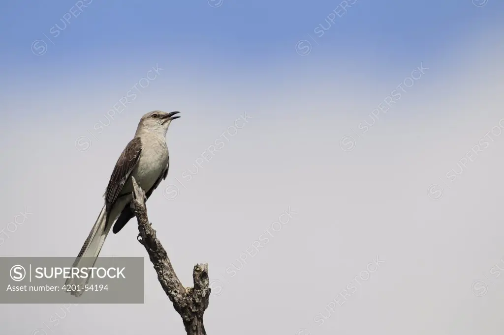 Northern Mockingbird (Mimus polyglottos) singing, southern Texas