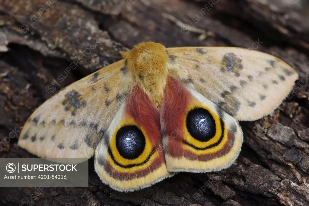 Io Moth (Automeris io) male on tree trunk showing false eyespots, southern Texas