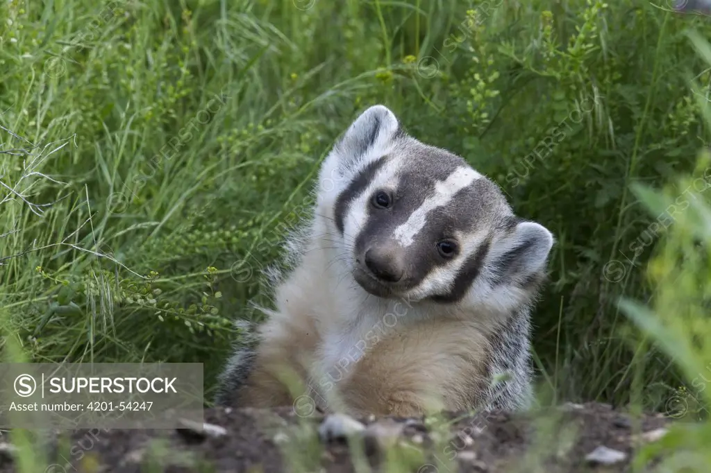 American Badger (Taxidea taxus) cub at den, western Montana