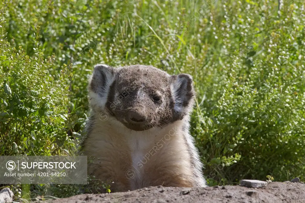 American Badger (Taxidea taxus) with dirt covered face at den, western Montana