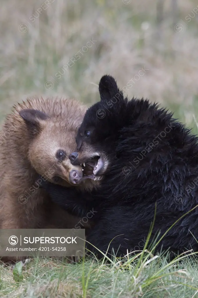 Black Bear (Ursus americanus) yearling cubs playing, Alberta, Canada