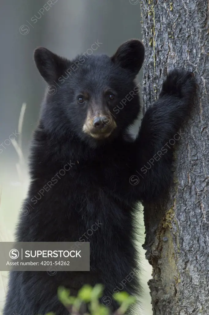 Black Bear (Ursus americanus) yearling cub at base of spruce tree, Alberta, Canada