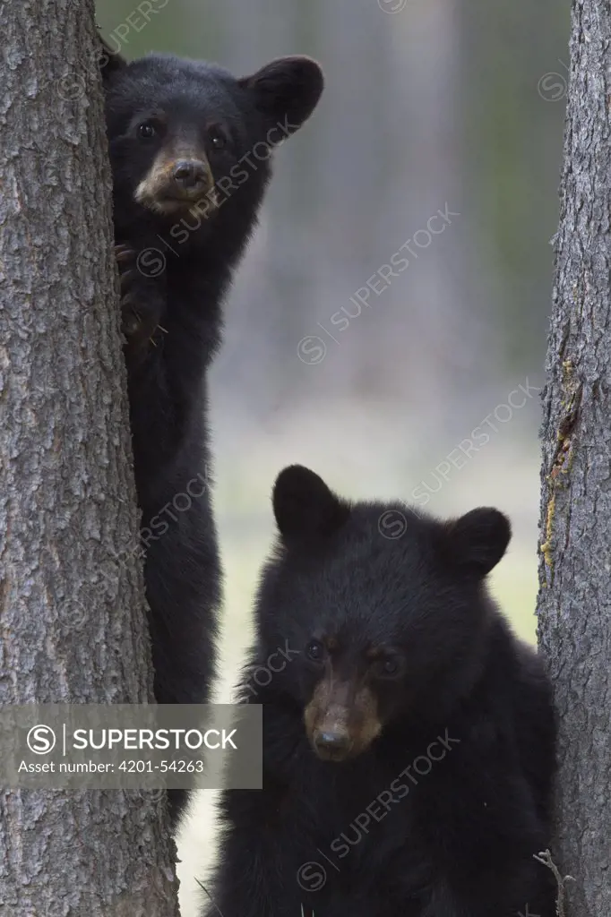 Black Bear (Ursus americanus) yearling cubs at base of spruce tree, Alberta, Canada