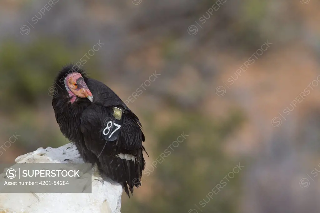 California Condor (Gymnogyps californianus), tagged with radio transmitter, South Rim of Grand Canyon, Arizona