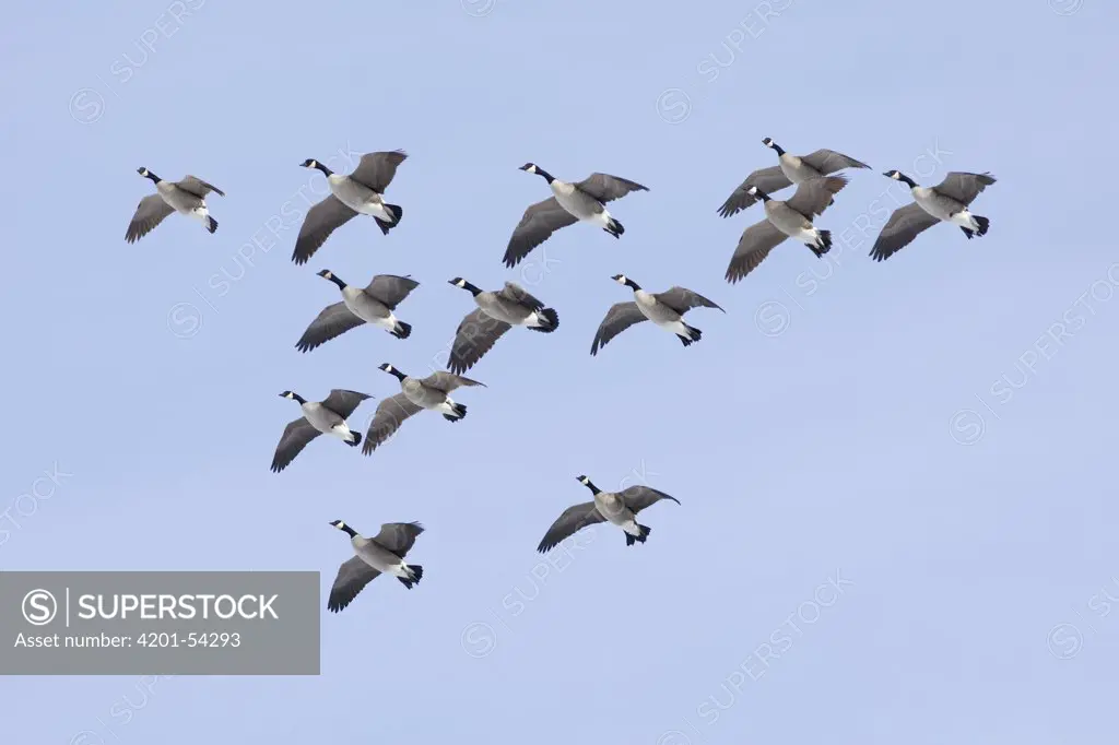 Canada Goose (Branta canadensis) flying in formation, central Montana