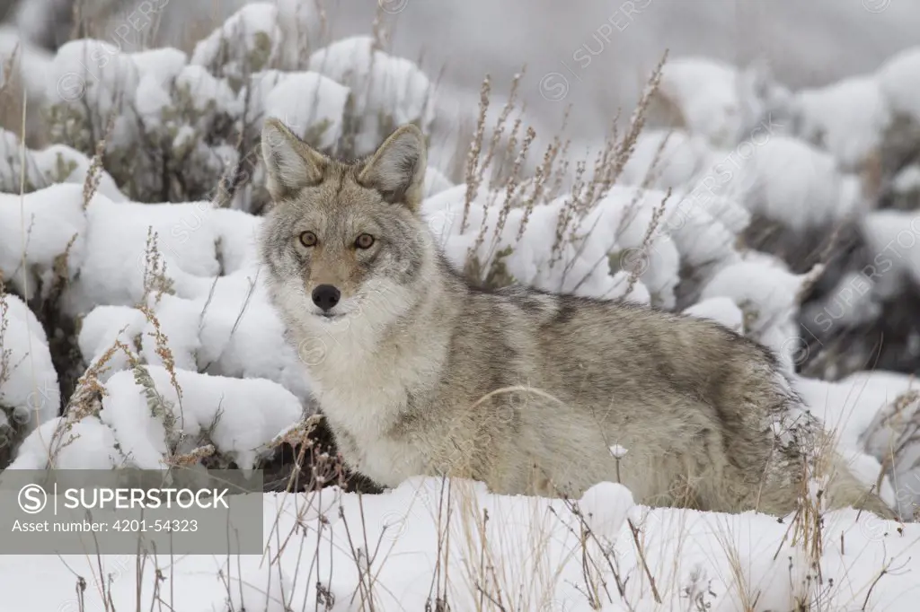 Coyote (Canis latrans), southern Montana