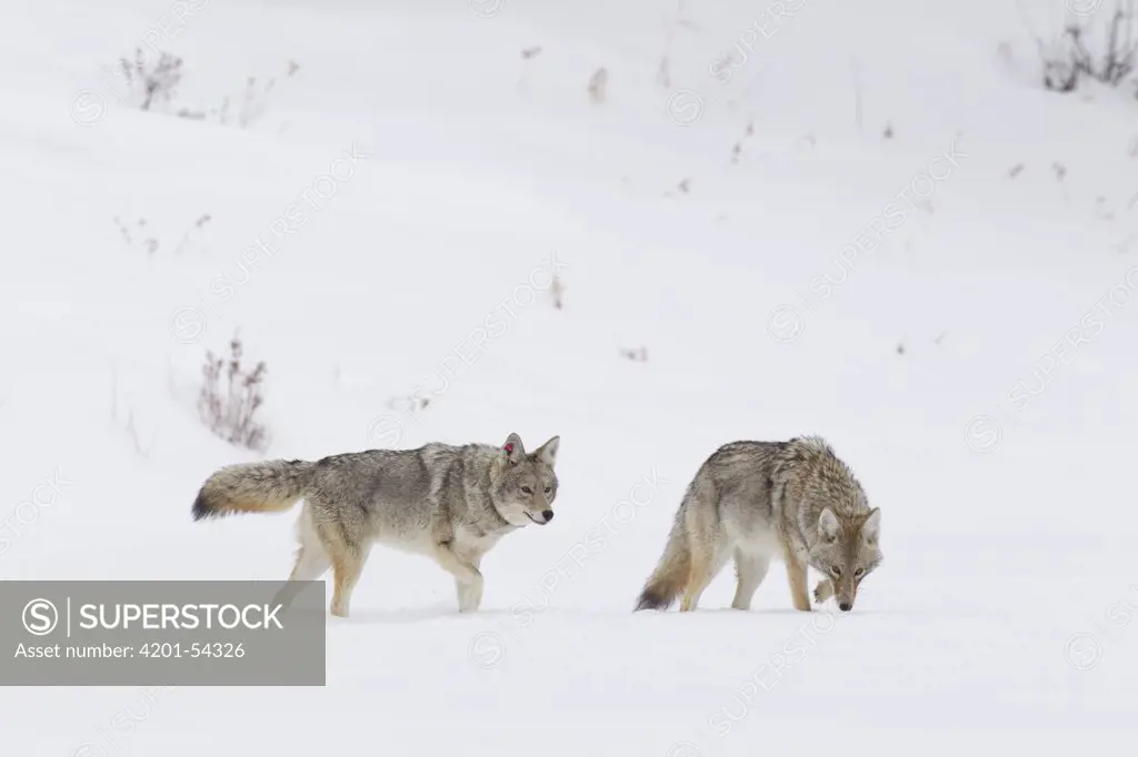 Coyote (Canis latrans) mated pair during breeding season in February, southern Montana