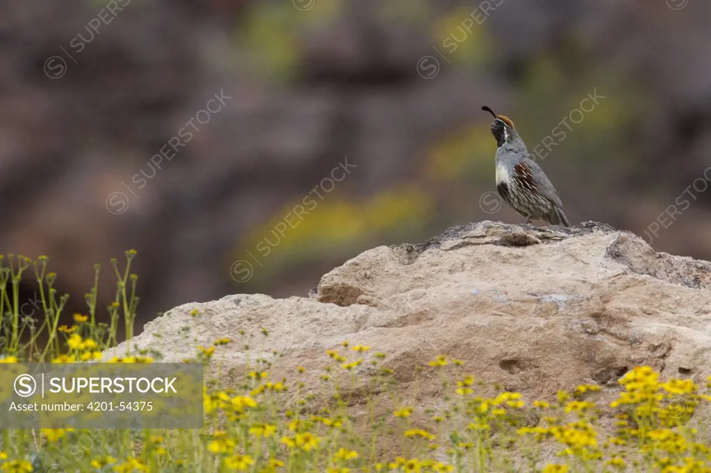 Gambel's Quail (Callipepla gambelii) male calling from rock, southern Nevada