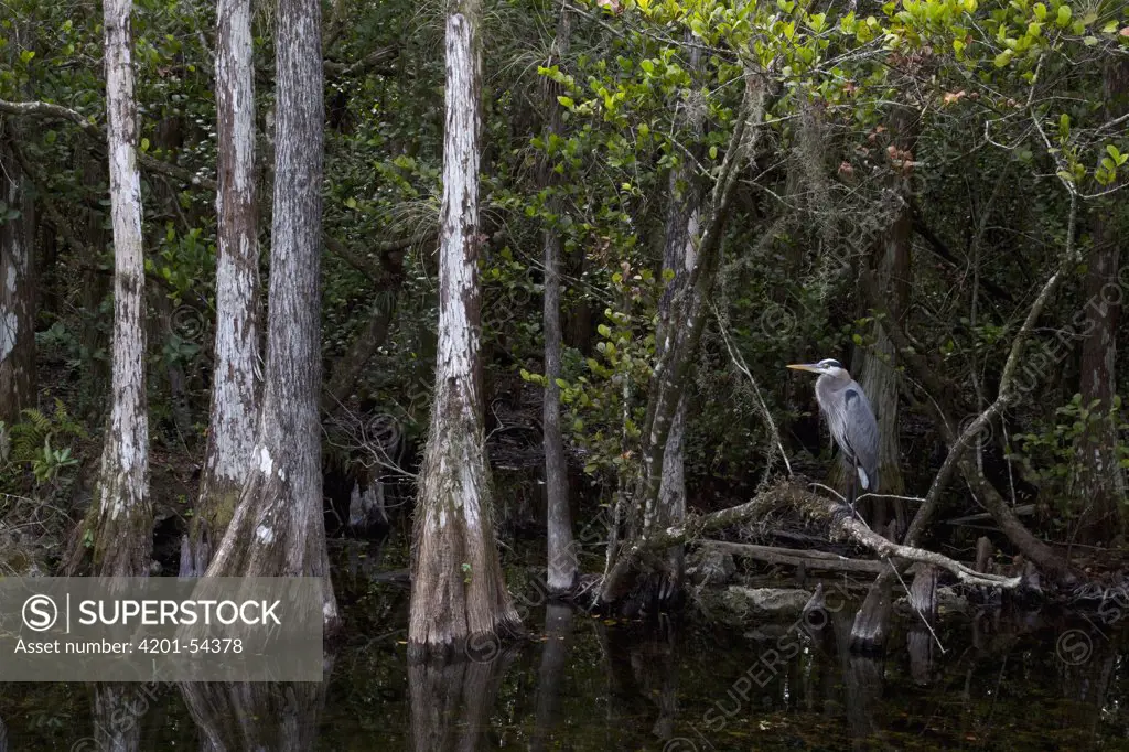 Great Blue Heron (Ardea herodias) in cypress swamp, Everglades National Park, Florida