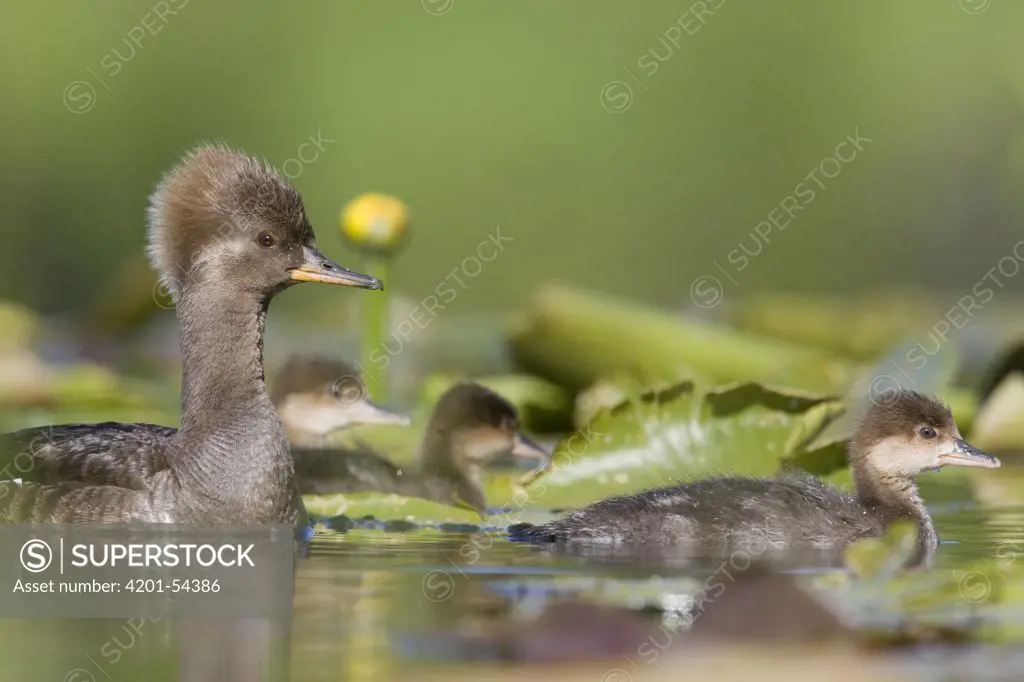 Hooded Merganser (Lophodytes cucullatus) female with young in lilly pads, western Montana
