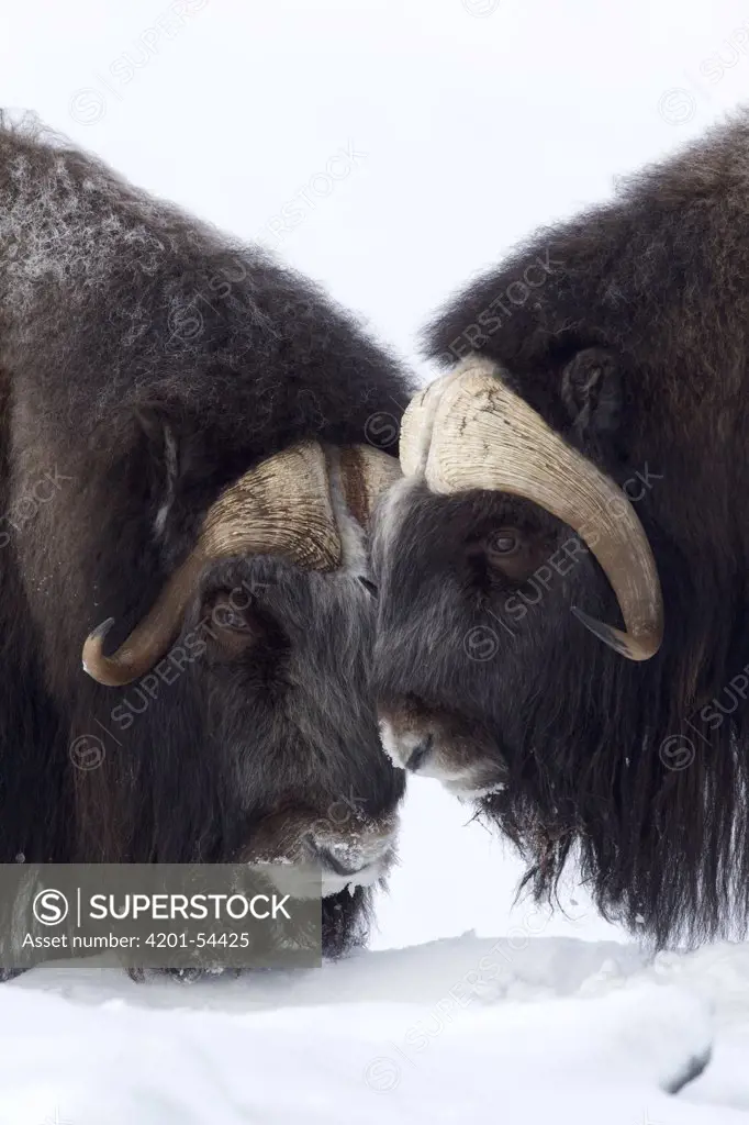 Muskox (Ovibos moschatus) males, western Alaska