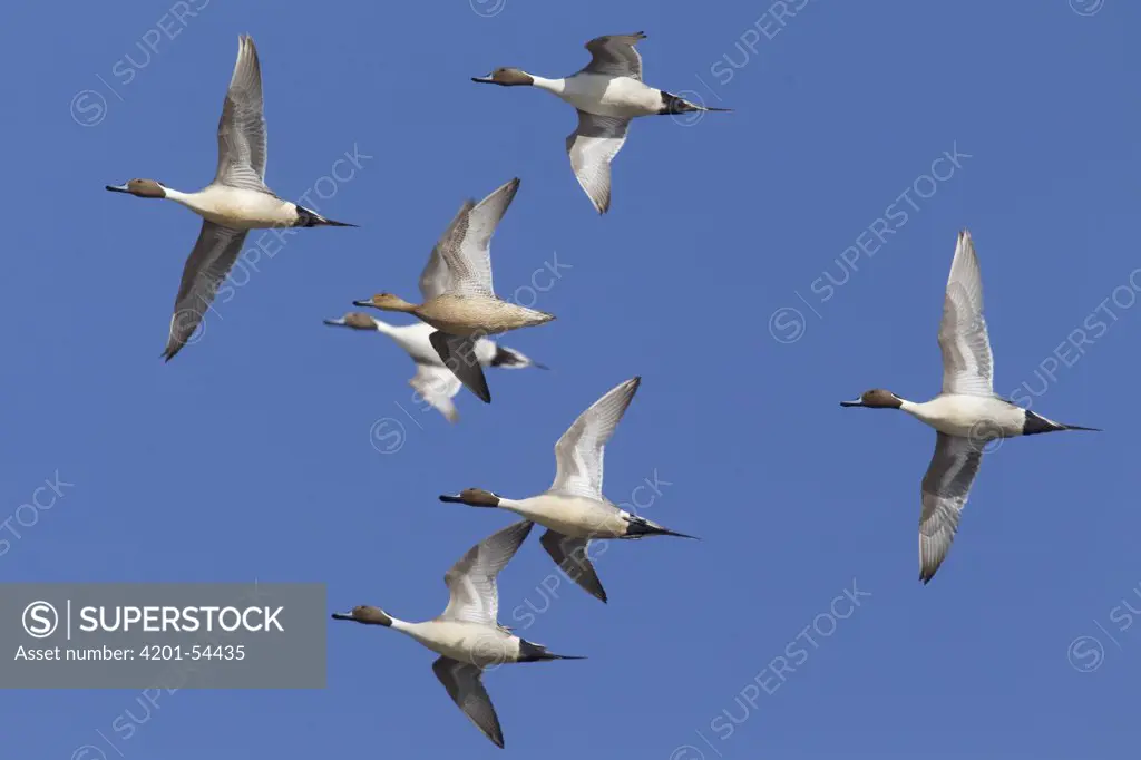 Northern Pintail (Anas acuta) in courtship flight, central Montana