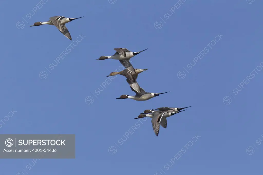 Northern Pintail (Anas acuta) in courtship flight, central Montana