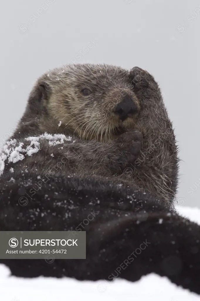 Sea Otter (Enhydra lutris) grooming on snow, Prince William Sound, Alaska