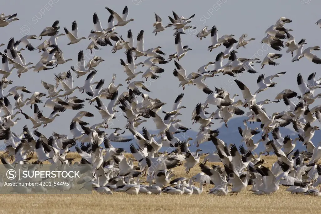 Snow Goose (Chen caerulescens) flock taking off, central Montana