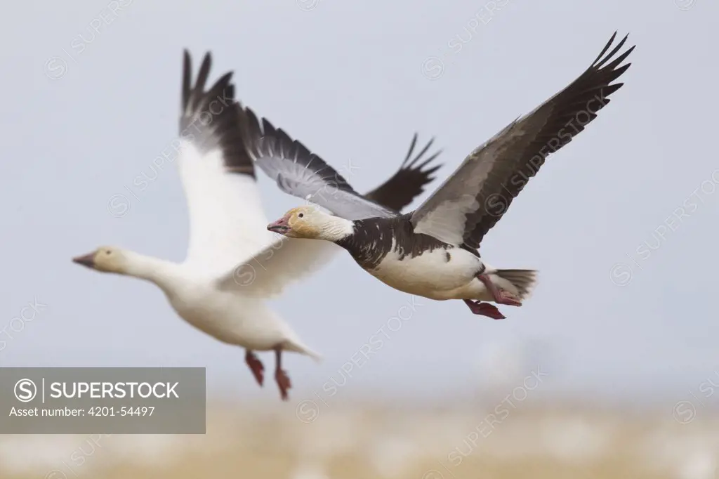 Snow Goose (Chen caerulescens) white and blue phase flying, central Montana