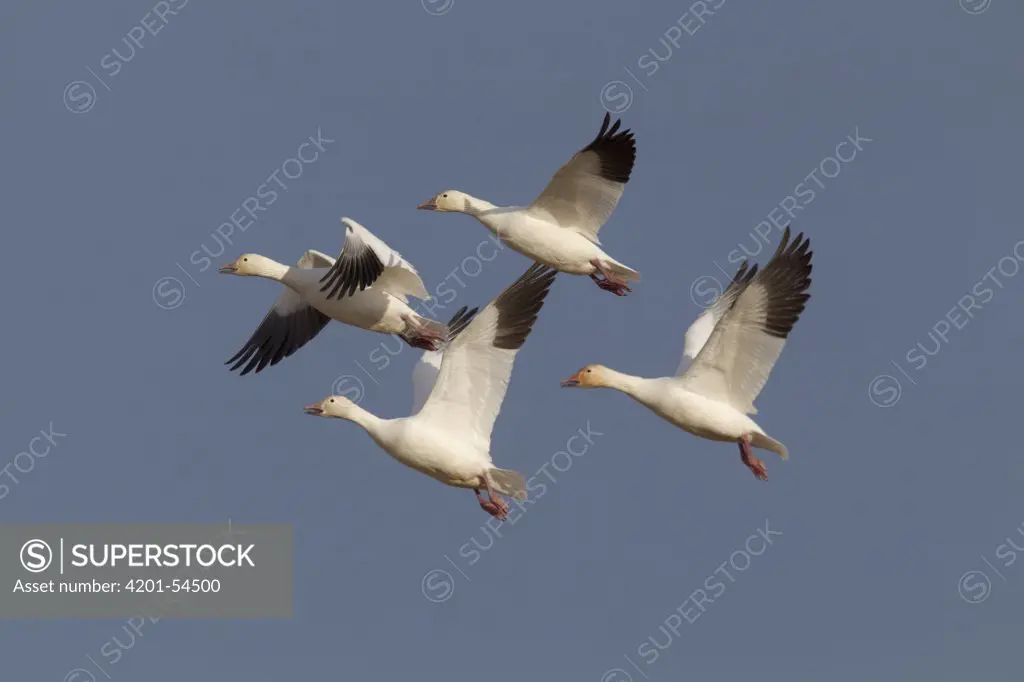 Snow Goose (Chen caerulescens) group flying overhead, central Montana