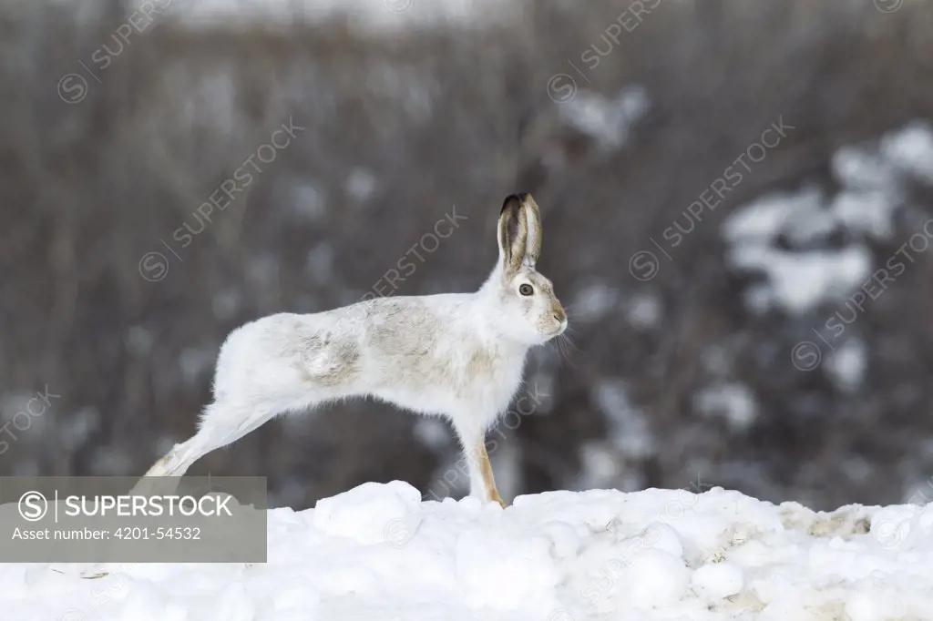 White-tailed Jack Rabbit (Lepus townsendii) streching on a snow bank, central Montana