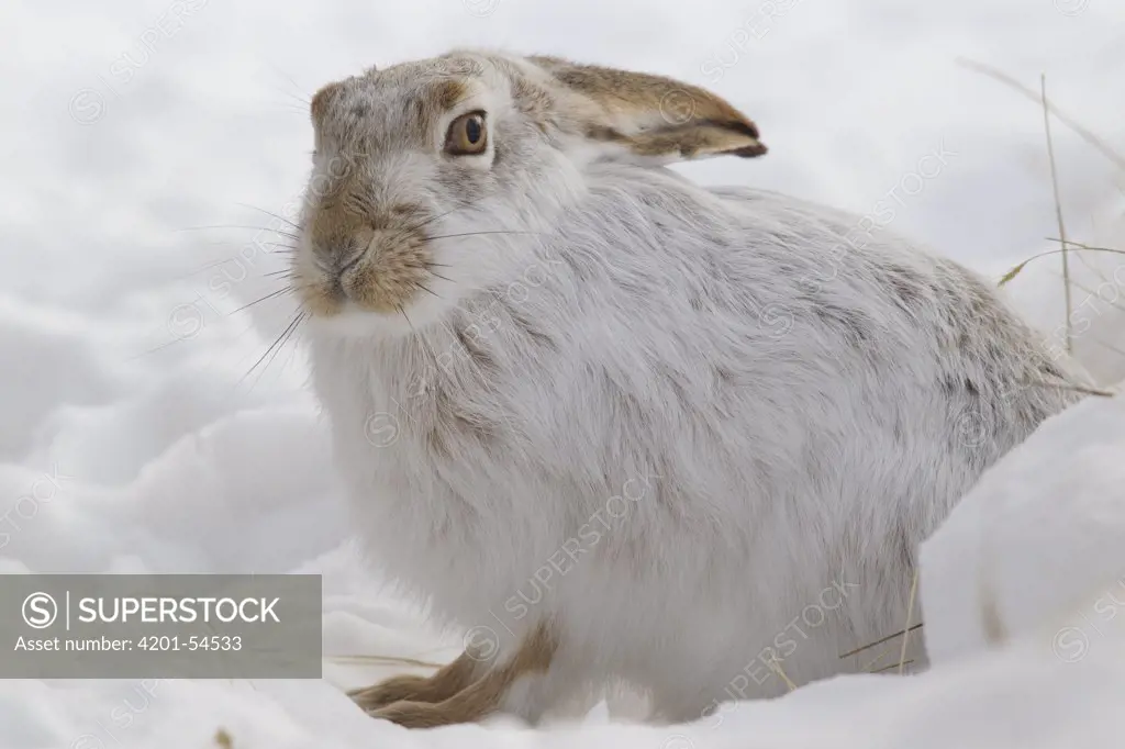 White-tailed Jack Rabbit (Lepus townsendii) in snow, central Montana