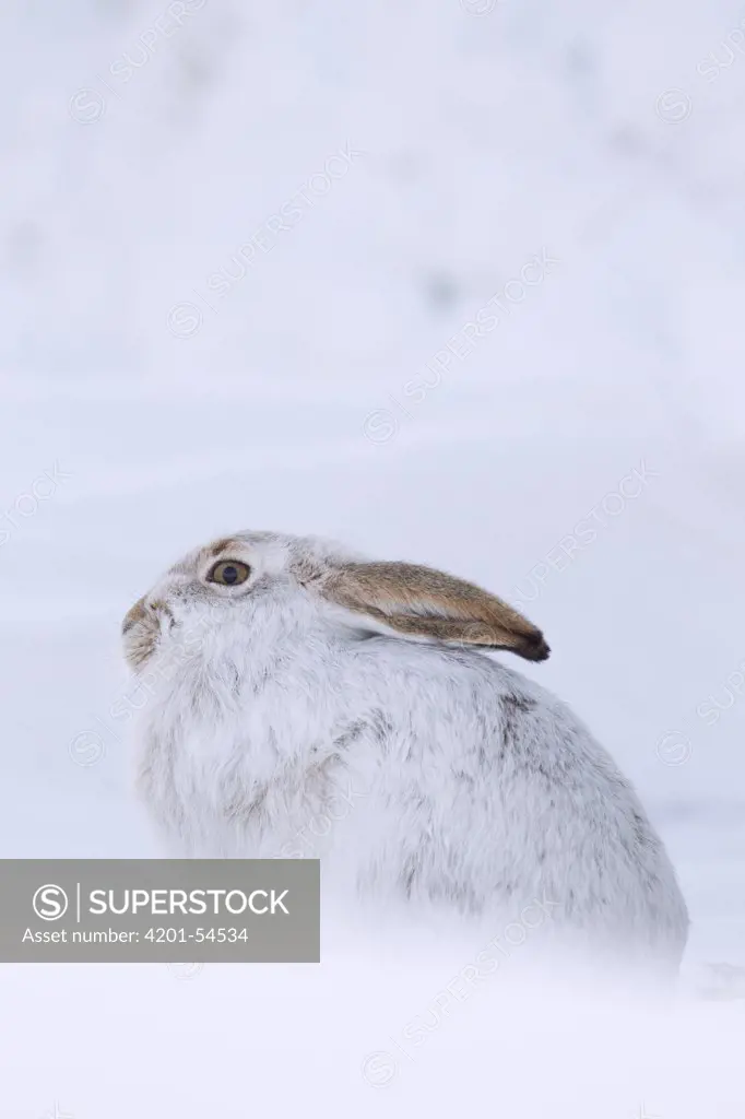 White-tailed Jack Rabbit (Lepus townsendii) in snow, central Montana