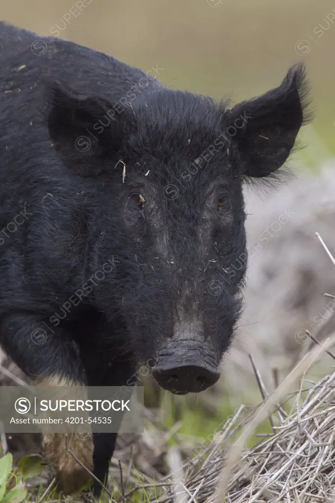 Wild Boar (Sus scrofa), Sarasota, Florida