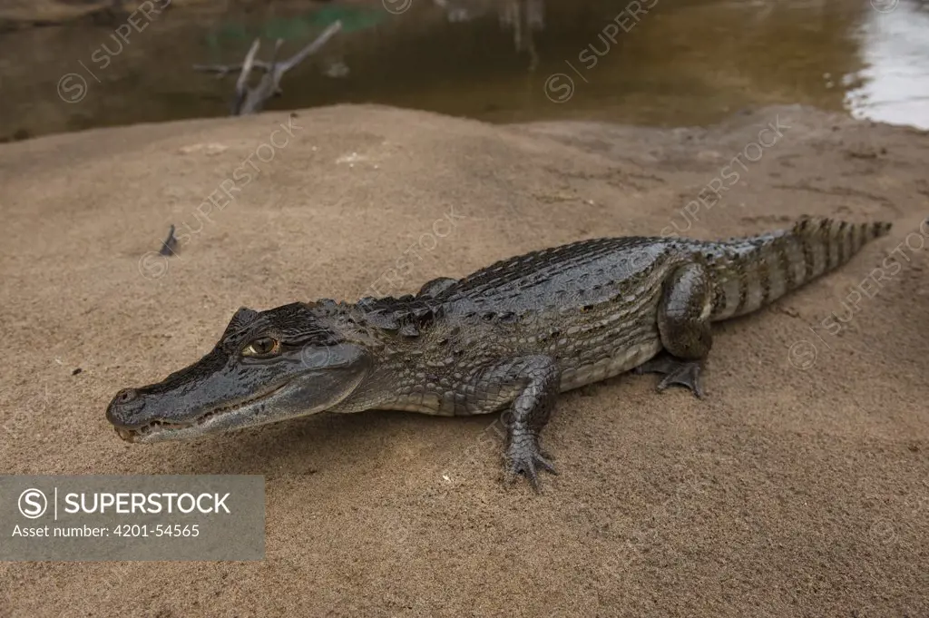 Spectacled Caiman (Caiman crocodilus) on riverbank, Rewa River, Guyana