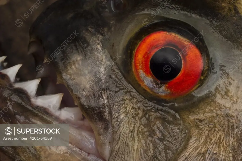 Black Piranha (Serrasalmus rhombeus) eye and teeth, Rewa River, Guyana