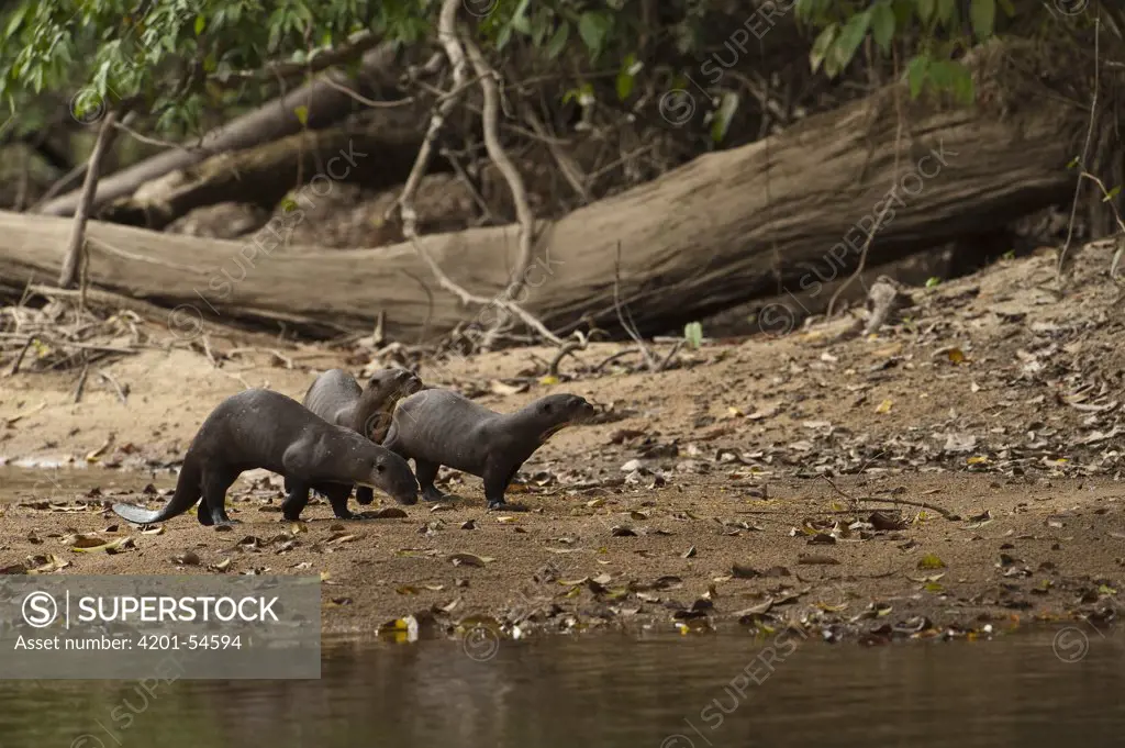 Giant River Otter (Pteronura brasiliensis) trio on riverbank, Rewa River, Guyana