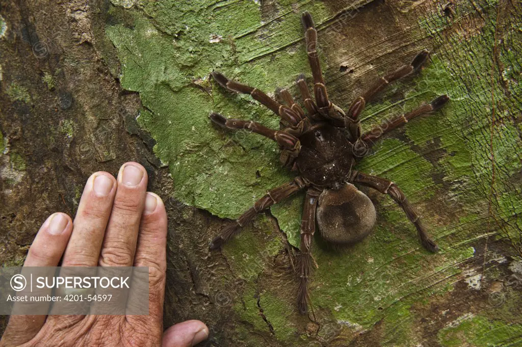 Goliath Bird-eating Spider (Theraphosa blondi), Rewa River, Guyana